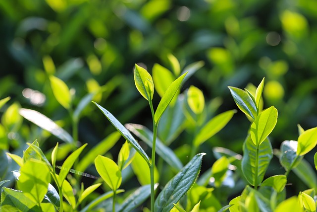 Free Tea Long Grain photo and picture