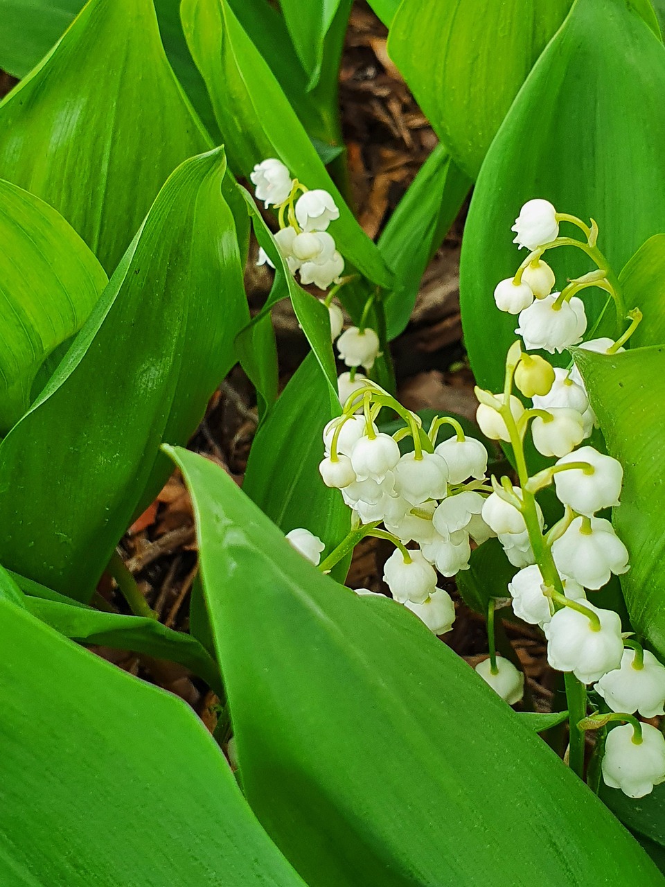 Spring Lily Lily Of The Valley Spring Flower - Free photo on Pixabay - Pixabay
