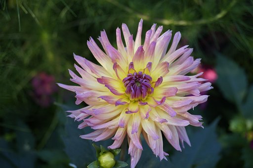 Chrysantheme, Blume, Blüte, Sommer