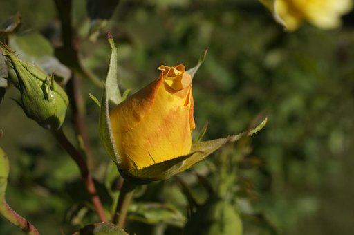 Rosenblüte, Gelb, Rose, Rose, Blüte