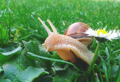 Free Snail Meadow photo and picture