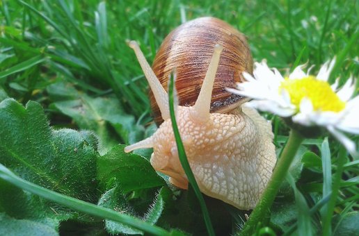 Free Snail Meadow photo and picture