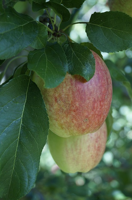 Bodensee, Apfel, Reif, Obst, Ernte