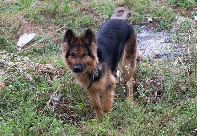 犬 ペット 国内の - Pixabayの無料写真 - Pixabay