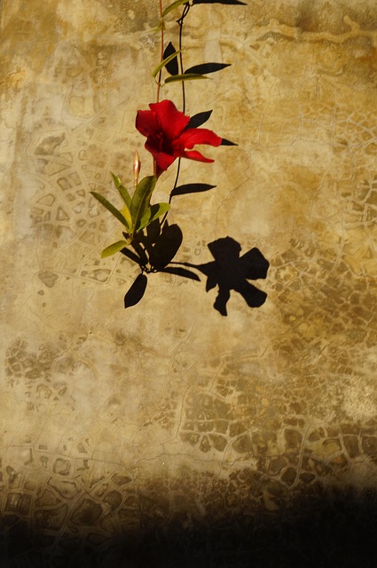 Rote Blüte, Einzelne Blume, Rot, Natur