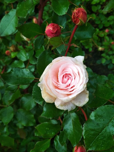 Free Rose Plant photo and picture