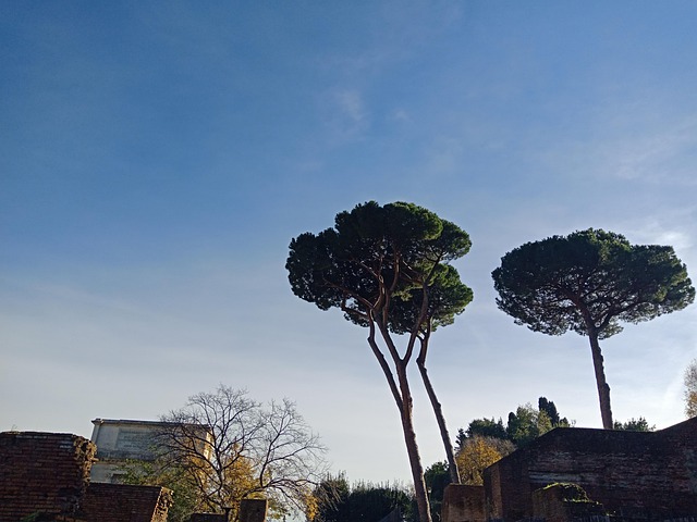 Bomen, Roma, Lucht, Natuurlijke