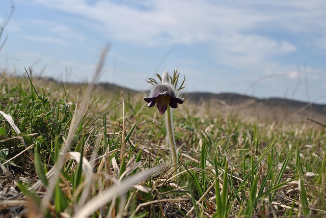 Free Flower Plant photo and picture