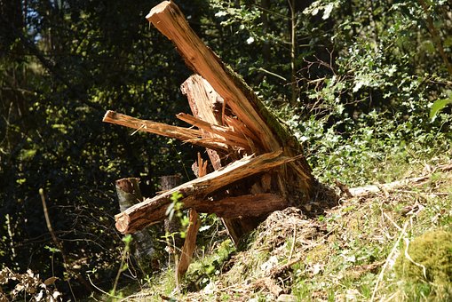 Free Tree Stump Fragmented photo and picture
