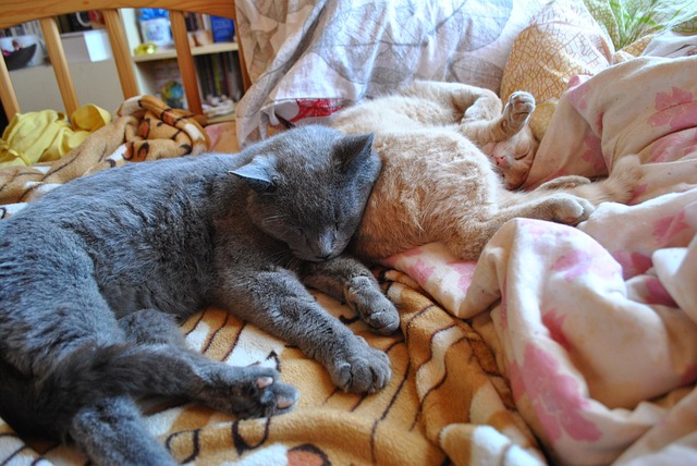 Free Cat Kitten photo and picture