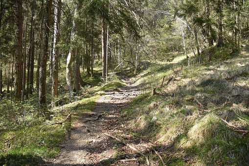 Free Forest Path photo and picture