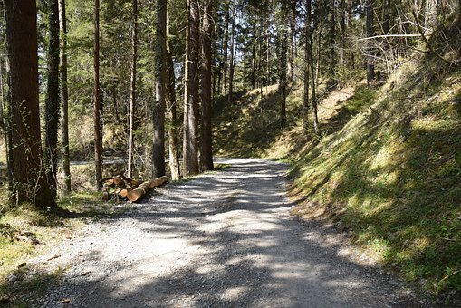 Free Forest Path To Stroll photo and picture