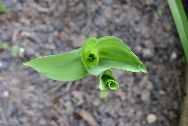 Free Flower Plant photo and picture