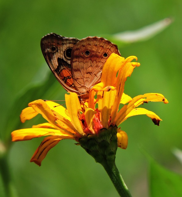 Mariposa, Naturaleza, Insecto, Vistoso
