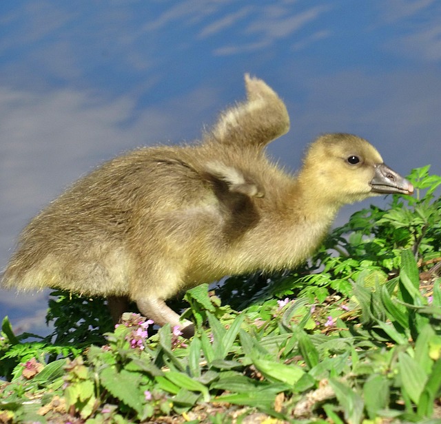 Küken, Gänseküken, Vogel, Federn, Flügel