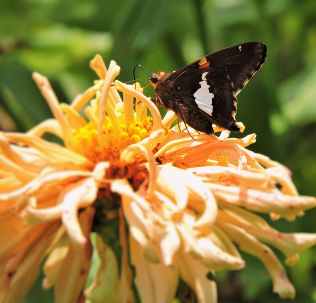 Mariposa, Naturaleza, Fondo De La Flor