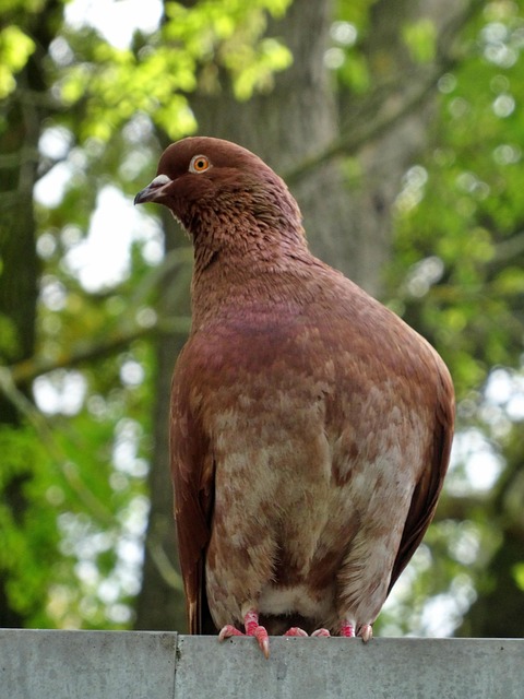 Taube, Vogel, Tierwelt, Tauben, Natur