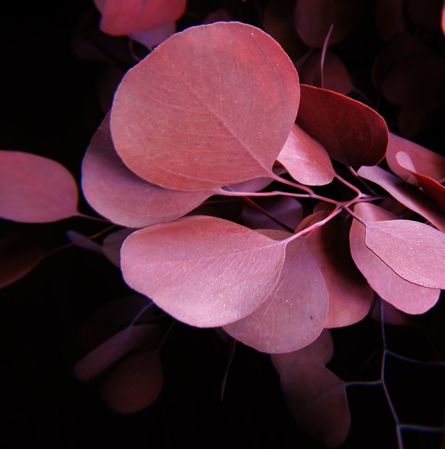 Eucalipto, Contraste, Brown, Naturaleza