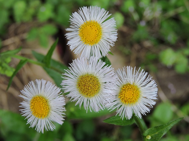 Flores Silvestres, Hermosas Flores
