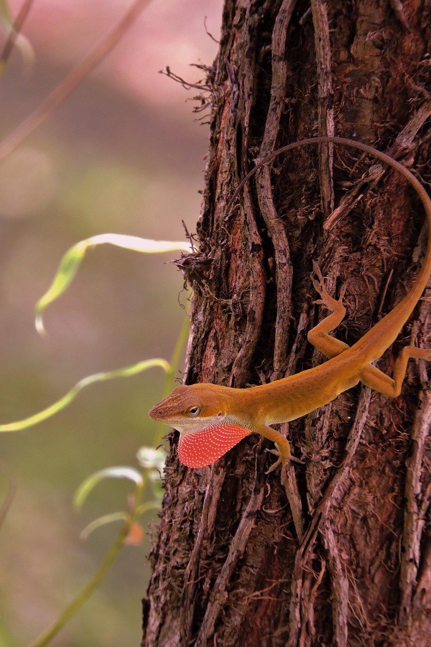Anole Lizard Reptile - Free photo on Pixabay