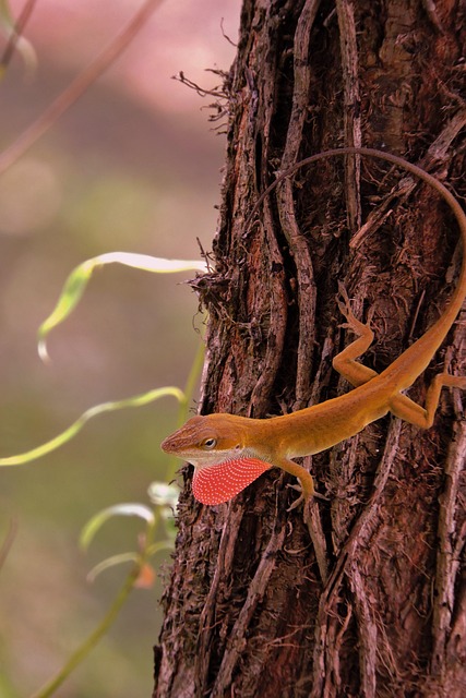 Anolis, Lagarto, Reptil, Naturaleza
