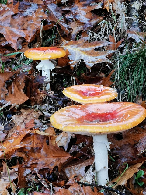 Free Toadstool Fall photo and picture