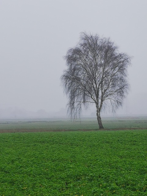 Free Winter Fog photo and picture