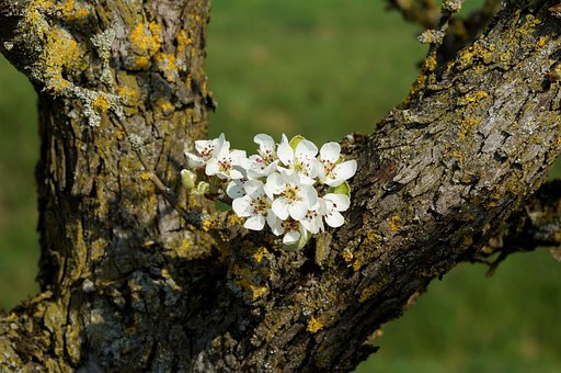 Obstbaum, Alter Baum, Frühling, Blüte