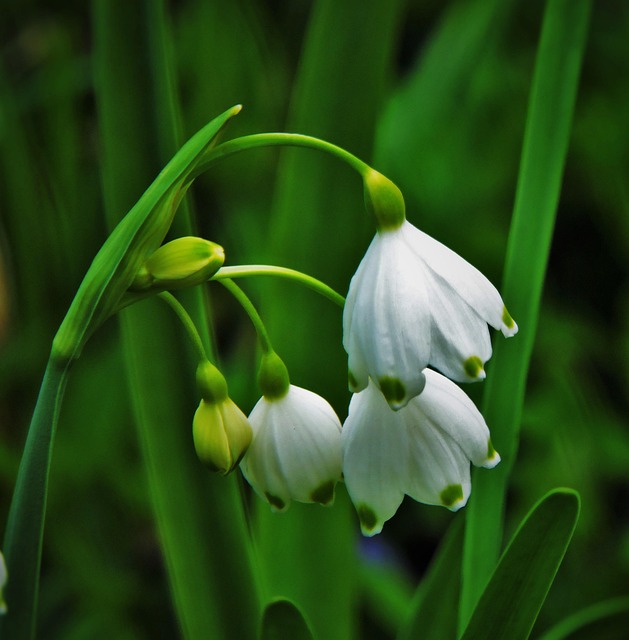 Campanillas, Flores, Bloom, Blanco