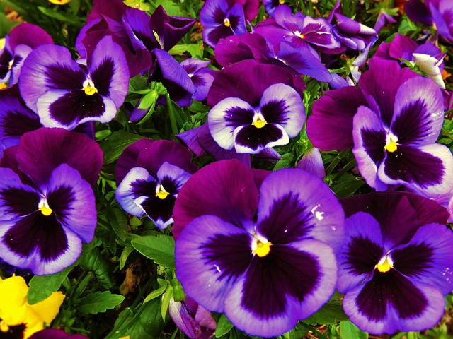 Pensamientos, Flores, Primavera, Jardín