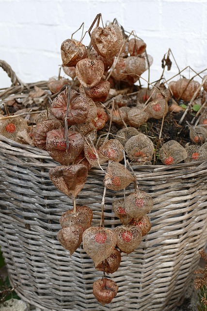Kurv, Planter, Natur, Flora, Have