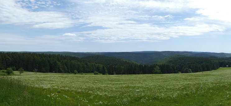 Thüringer Wald, Sommer, Wiese
