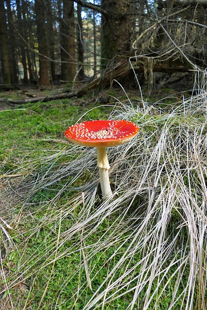 Paddestol, Rød, Natur, Skovbund, Paraply