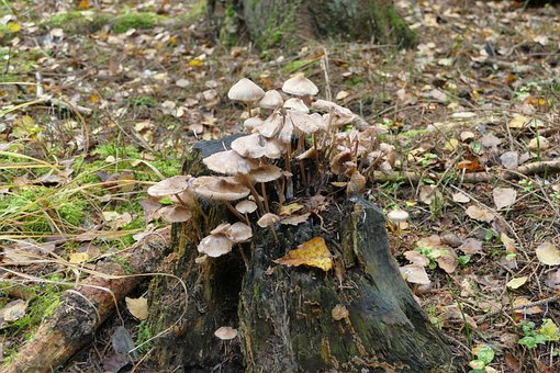 Svampe, Skov, Natur, Træstump