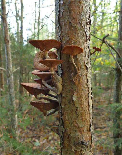 Svampe, Skov, Træ, Efterår, Opdaget