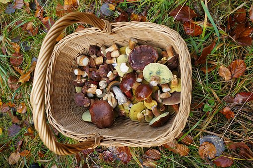 Champignon, Skov, Natur, Efterår, Mad