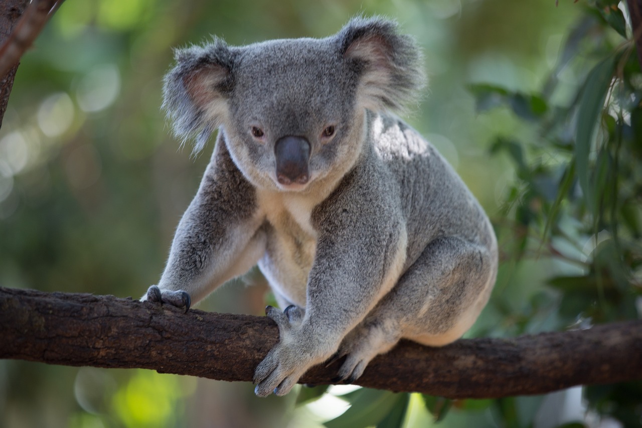 コアラ 動物 オーストラリア Pixabayの無料写真 Pixabay