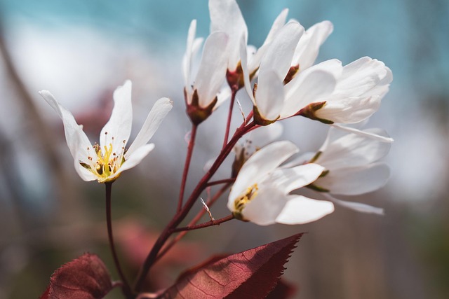 Download free HD stock image of Shadbush Flower Free Shadbush Flower photo and picture