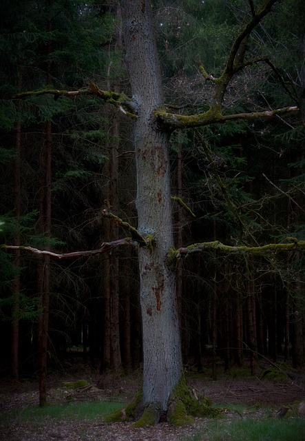 Free Tree Forest photo and picture