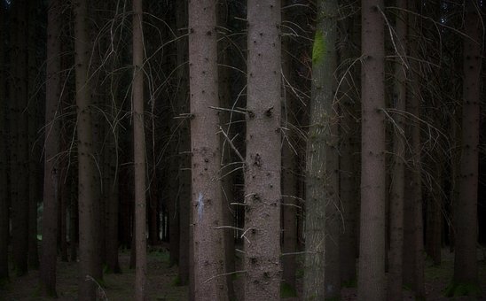 Free Tree Forest photo and picture