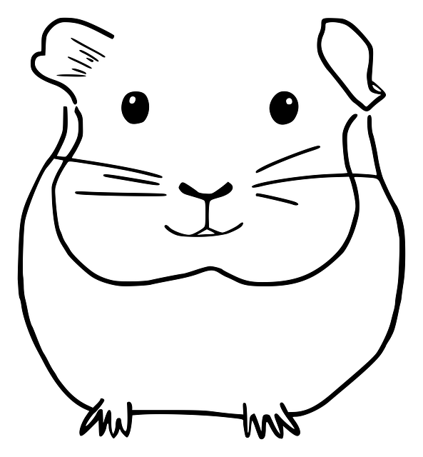 Explore 27+ Free Guinea Pig Illustrations: Download Now - Pixabay