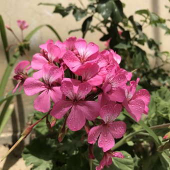Pelargoner, Smukke Blomster, Natur