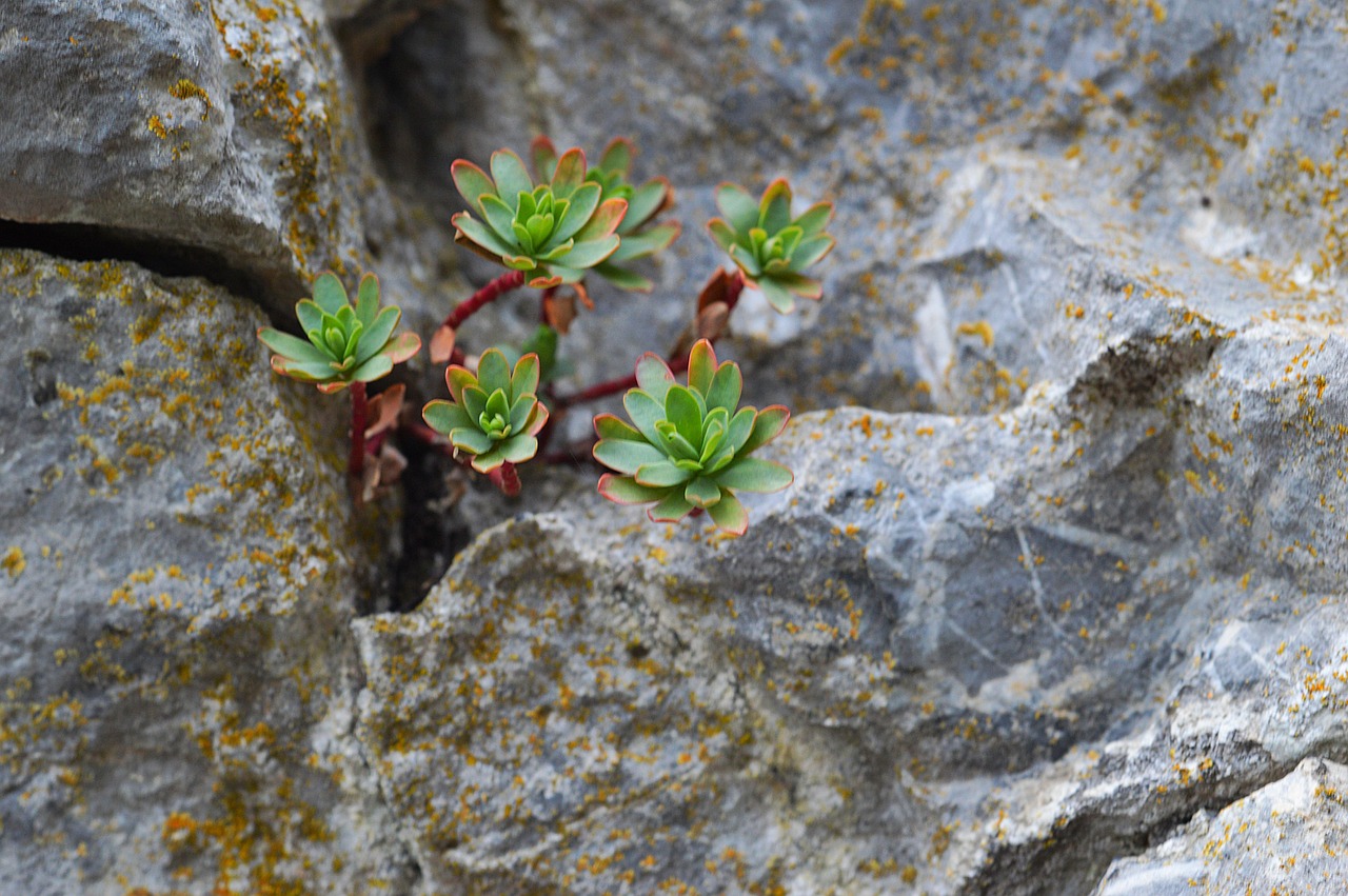 Planta Rock Roca - Foto gratis en Pixabay