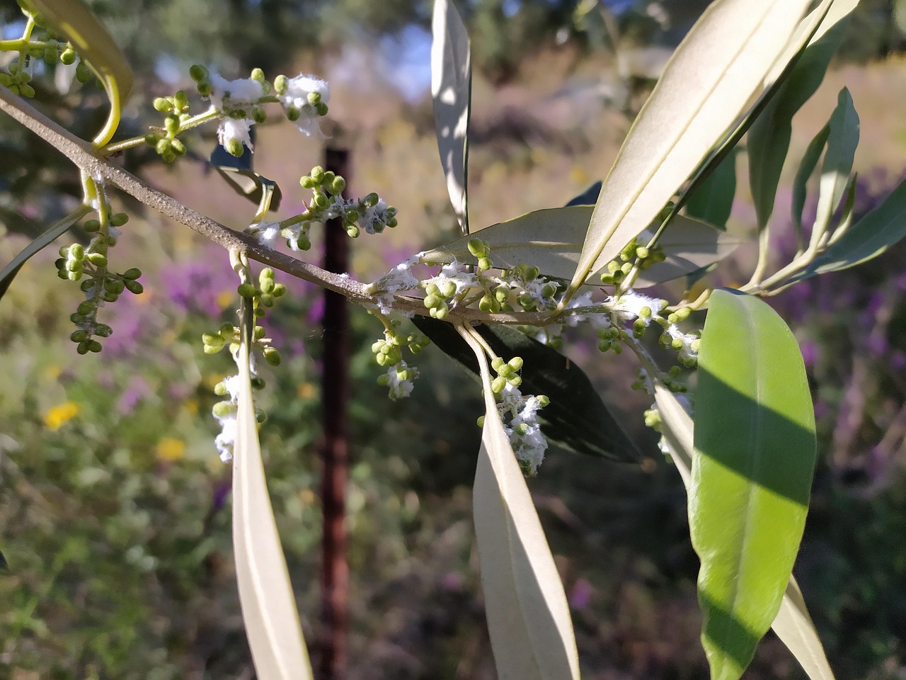 Olive Branches Flowers Free photo on Pixabay Pixabay