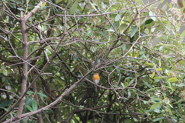 Free Rotkelchen Tree photo and picture