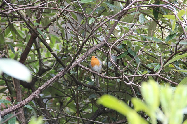 Free Rotkelchen Tree photo and picture