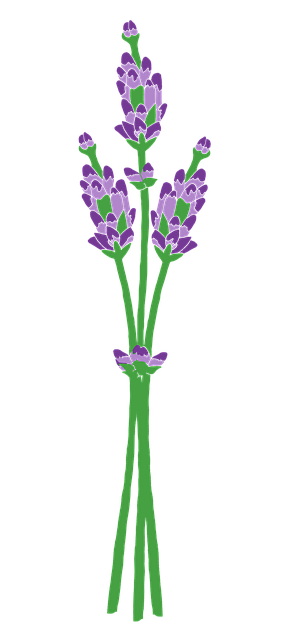 Free lavender provence flowers illustration