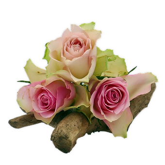 Roser, Blomst, Rosa, Grønn