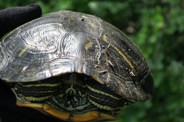 Free Turtle Nature photo and picture