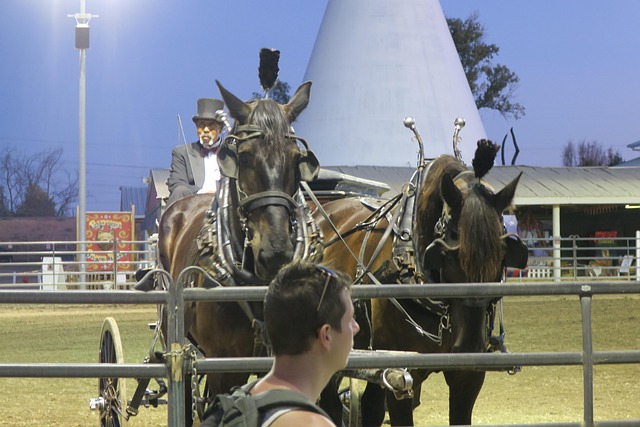 Free Horses Team photo and picture